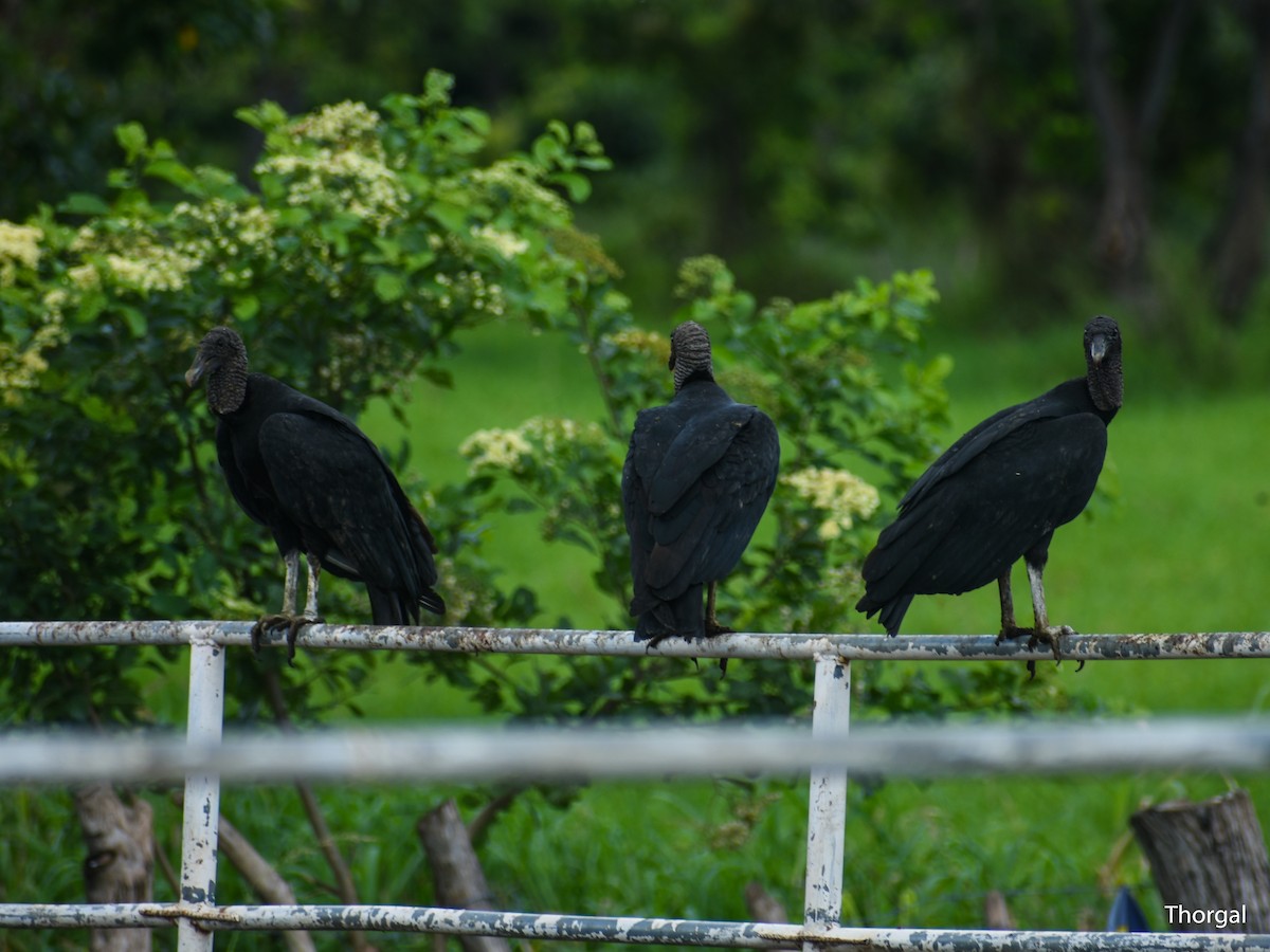 kondor havranovitý - ML644630986