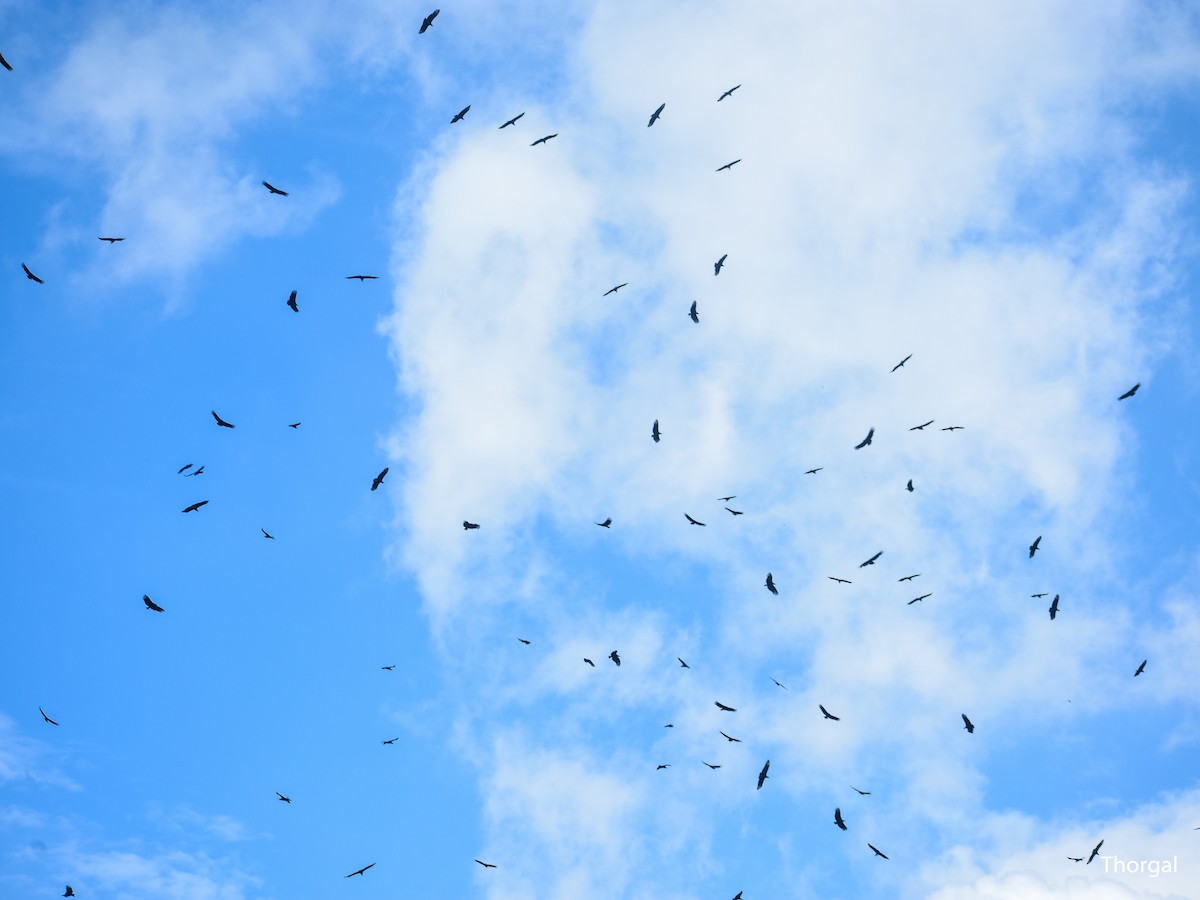 kondor havranovitý - ML644630987