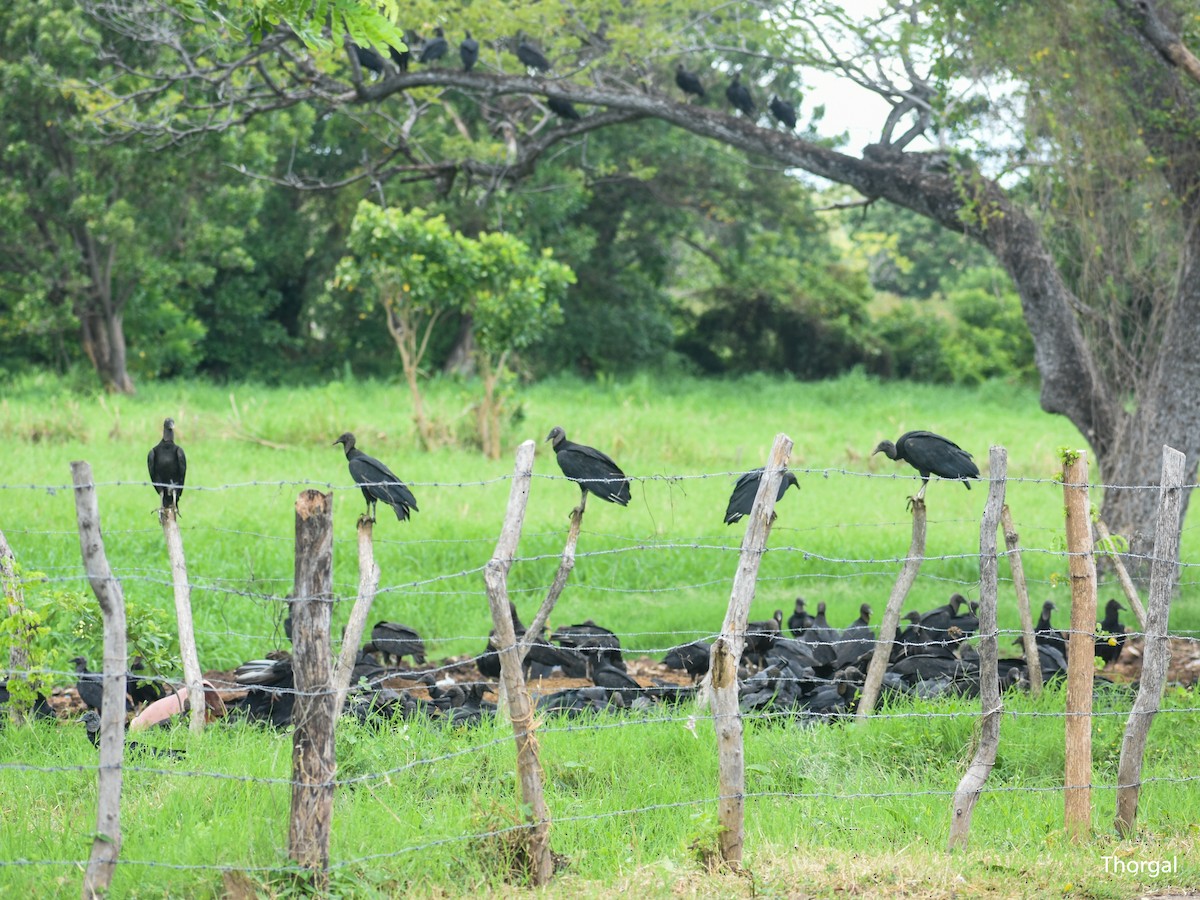 kondor havranovitý - ML644630988