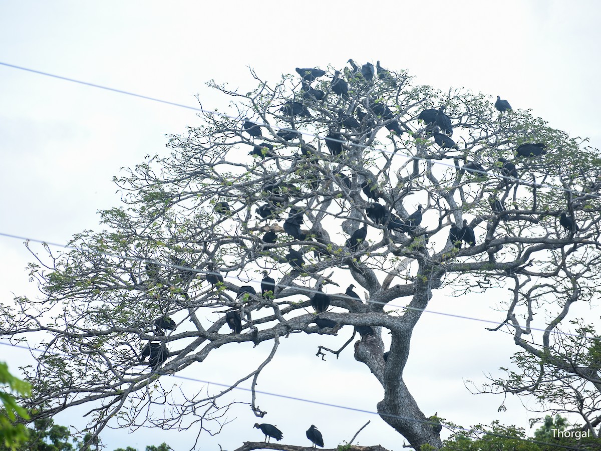 kondor havranovitý - ML644630989