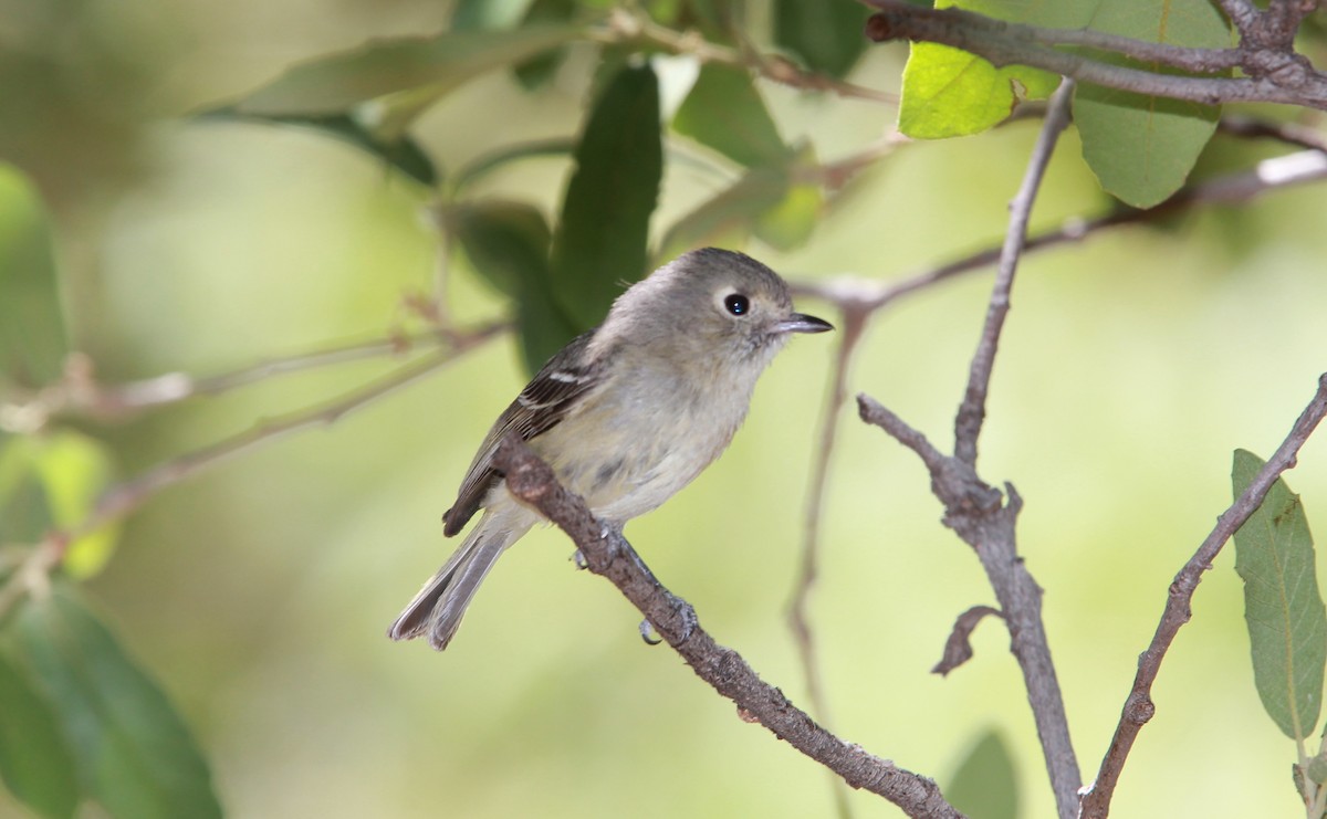 Viréo de Hutton - ML644630991