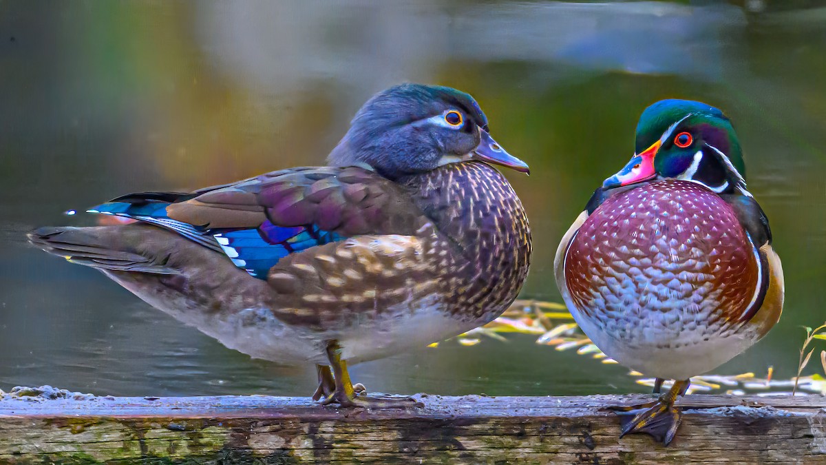 美洲鴛鴦 - ML644630998