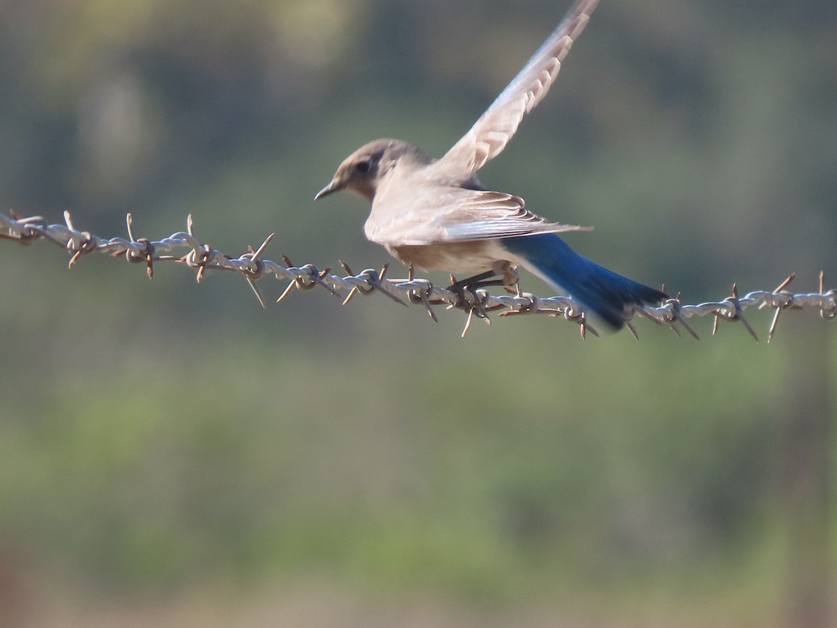 Mountain Bluebird - ML644631004