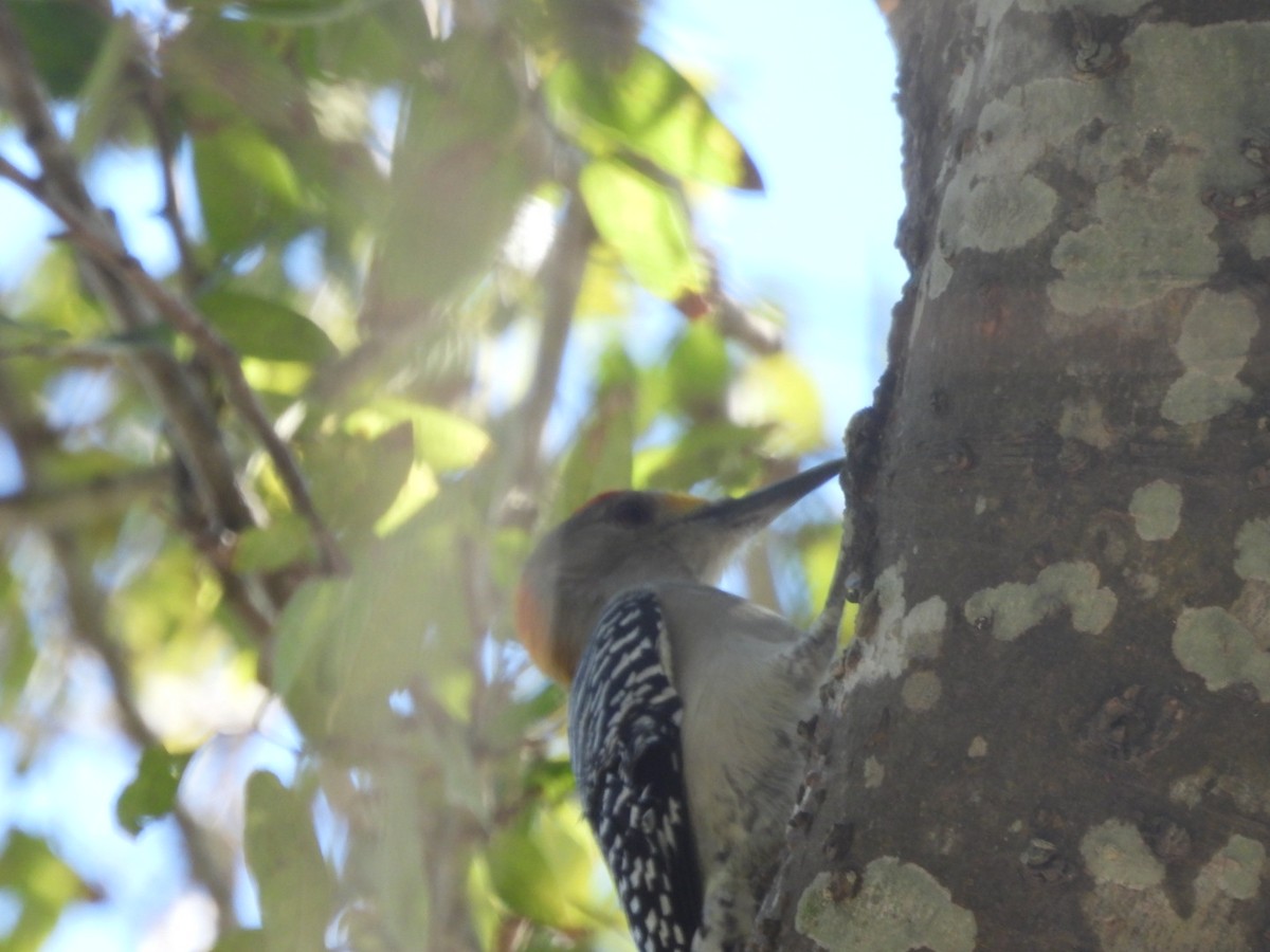 キバナシマセゲラ - ML644631005