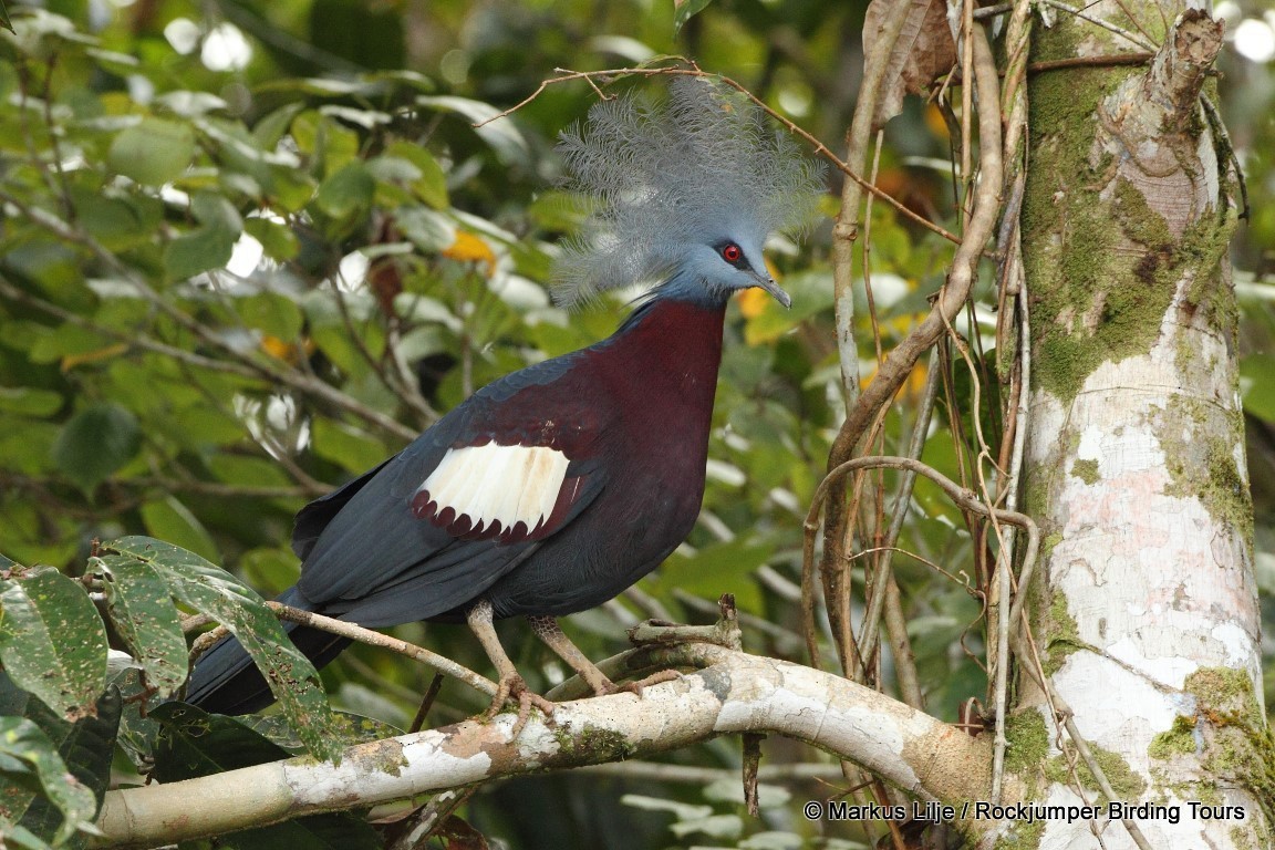 Goura de Sclater - ML644631007