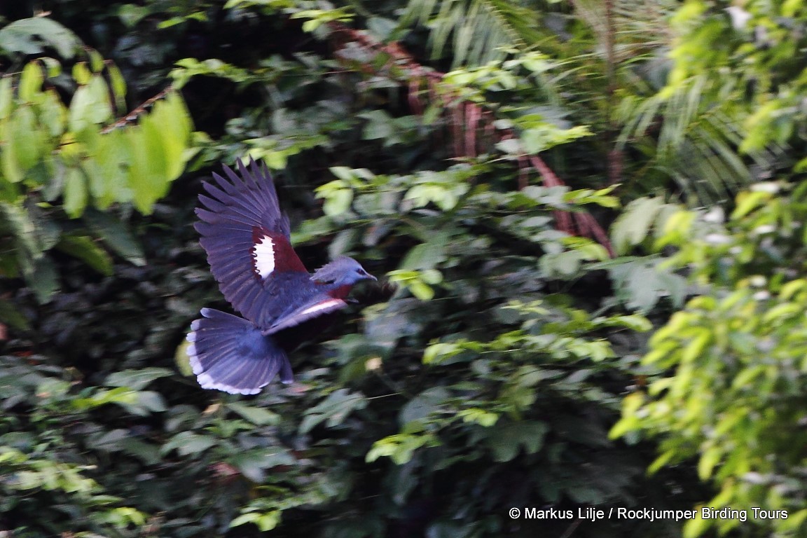 Goura de Sclater - ML644631008