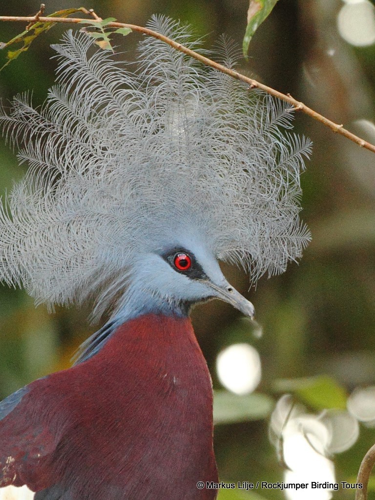 Goura de Sclater - ML644631009