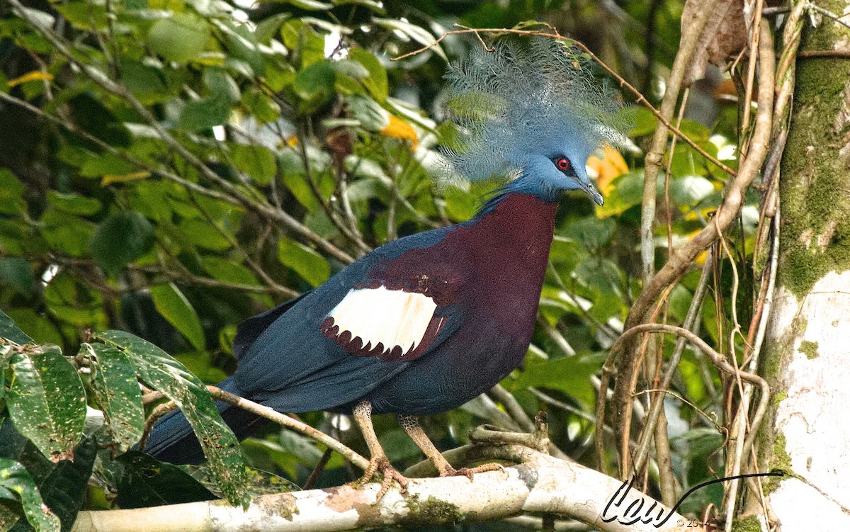 Goura de Sclater - ML644631010