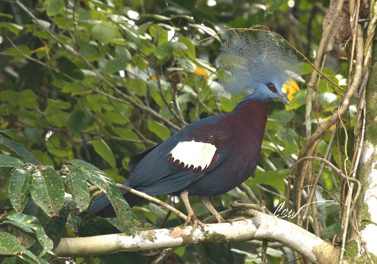 Goura de Sclater - ML644631011