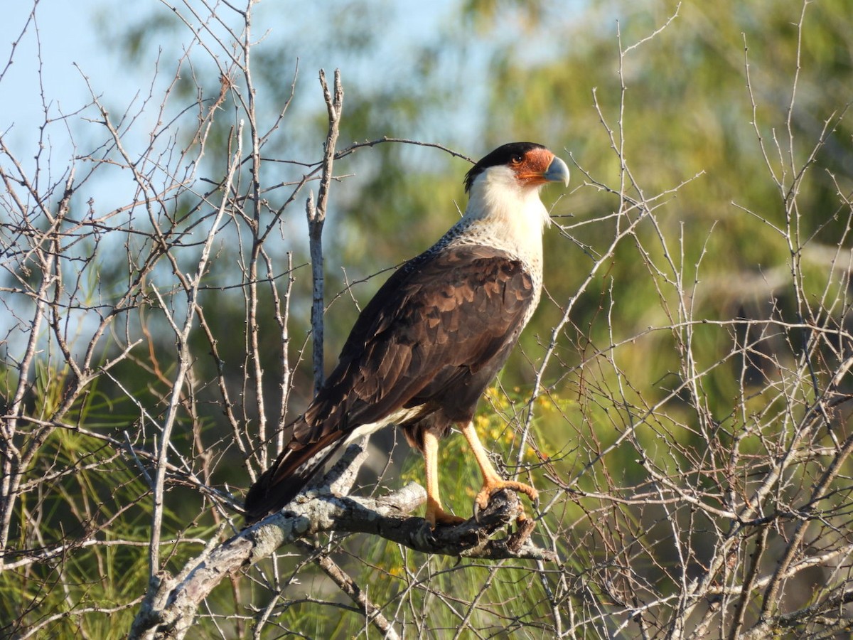 ミナミカラカラ - ML644631012