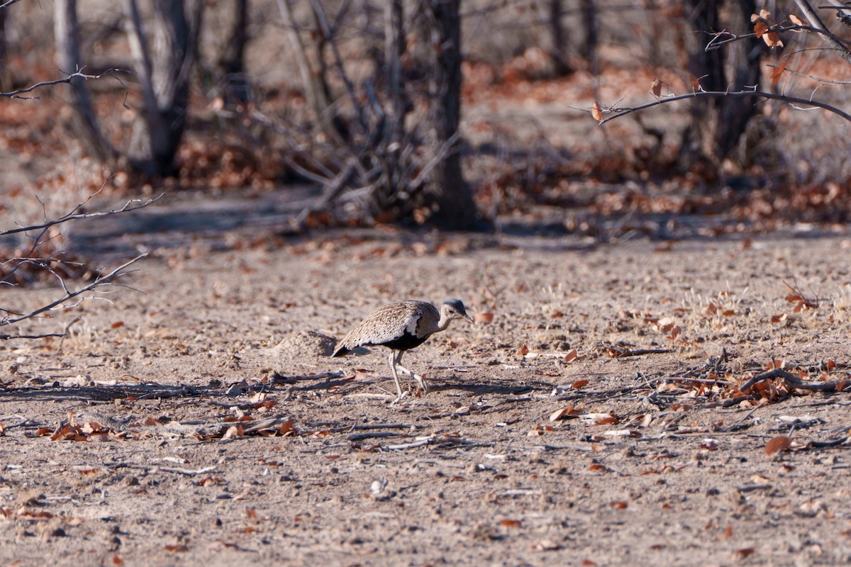Red-crested Bustard - ML644631019