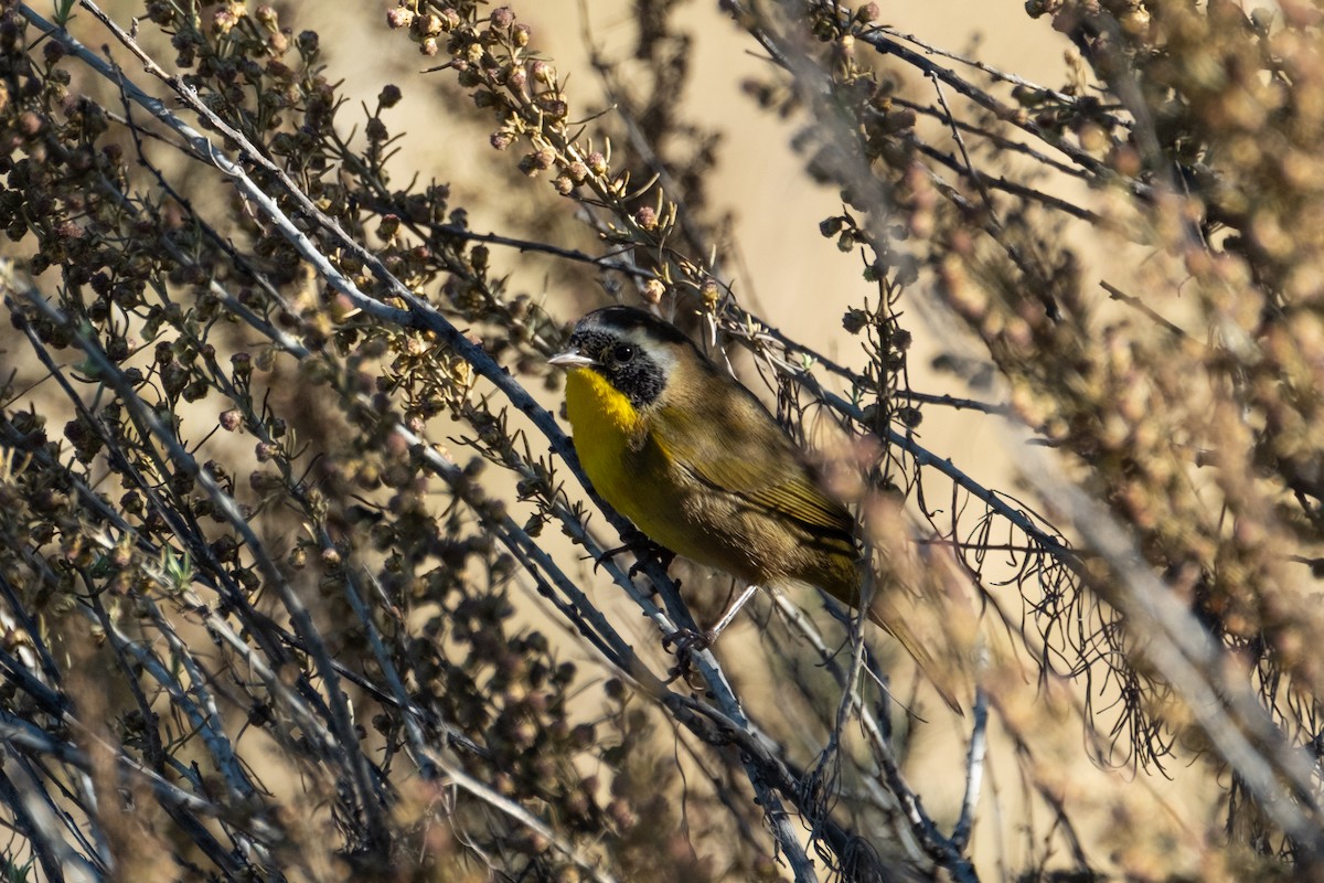 Common Yellowthroat - ML644631021