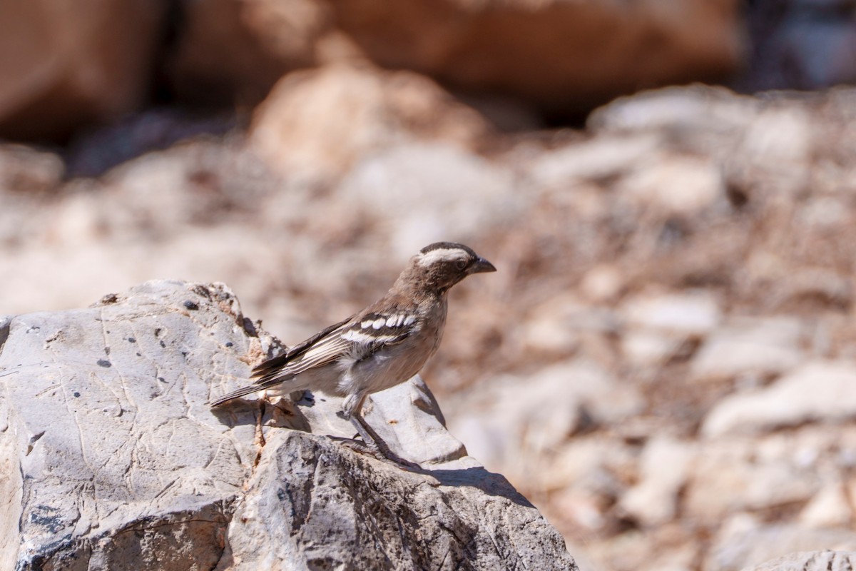 White-browed Sparrow-Weaver - ML644631023