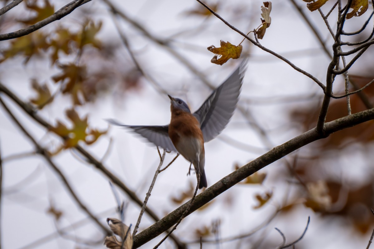 Eastern Bluebird - ML644631024