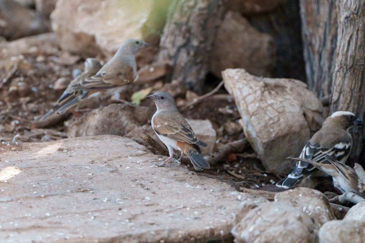 Southern Gray-headed Sparrow - ML644631027