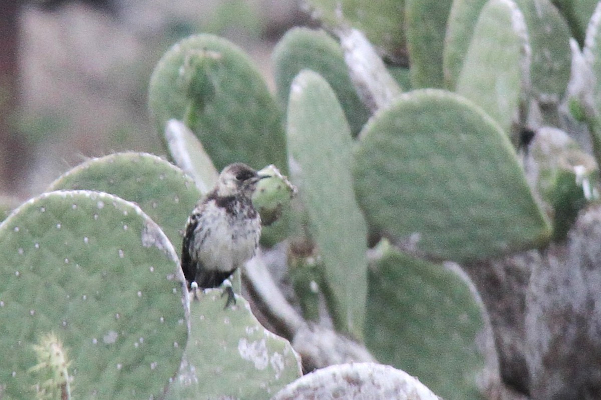 Moqueur de Floreana - ML644631028