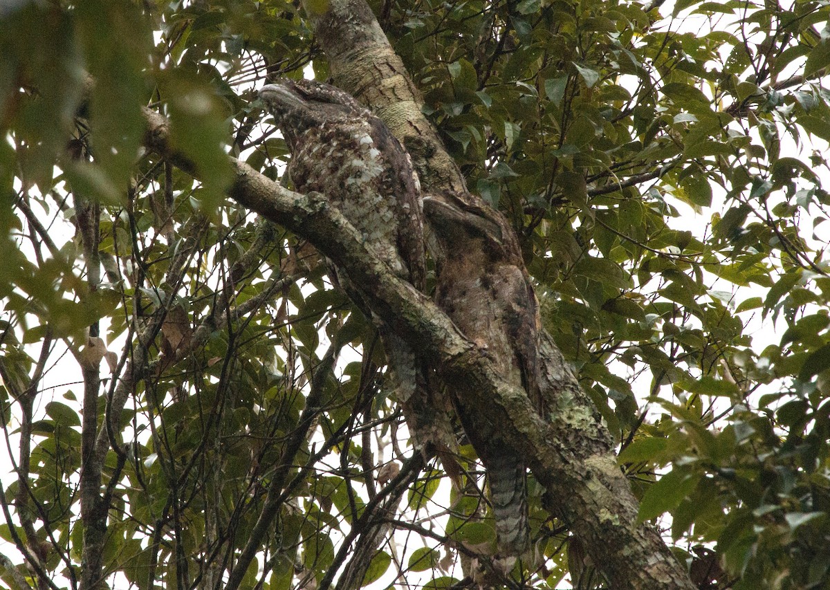 Podarge ocellé - ML644631045