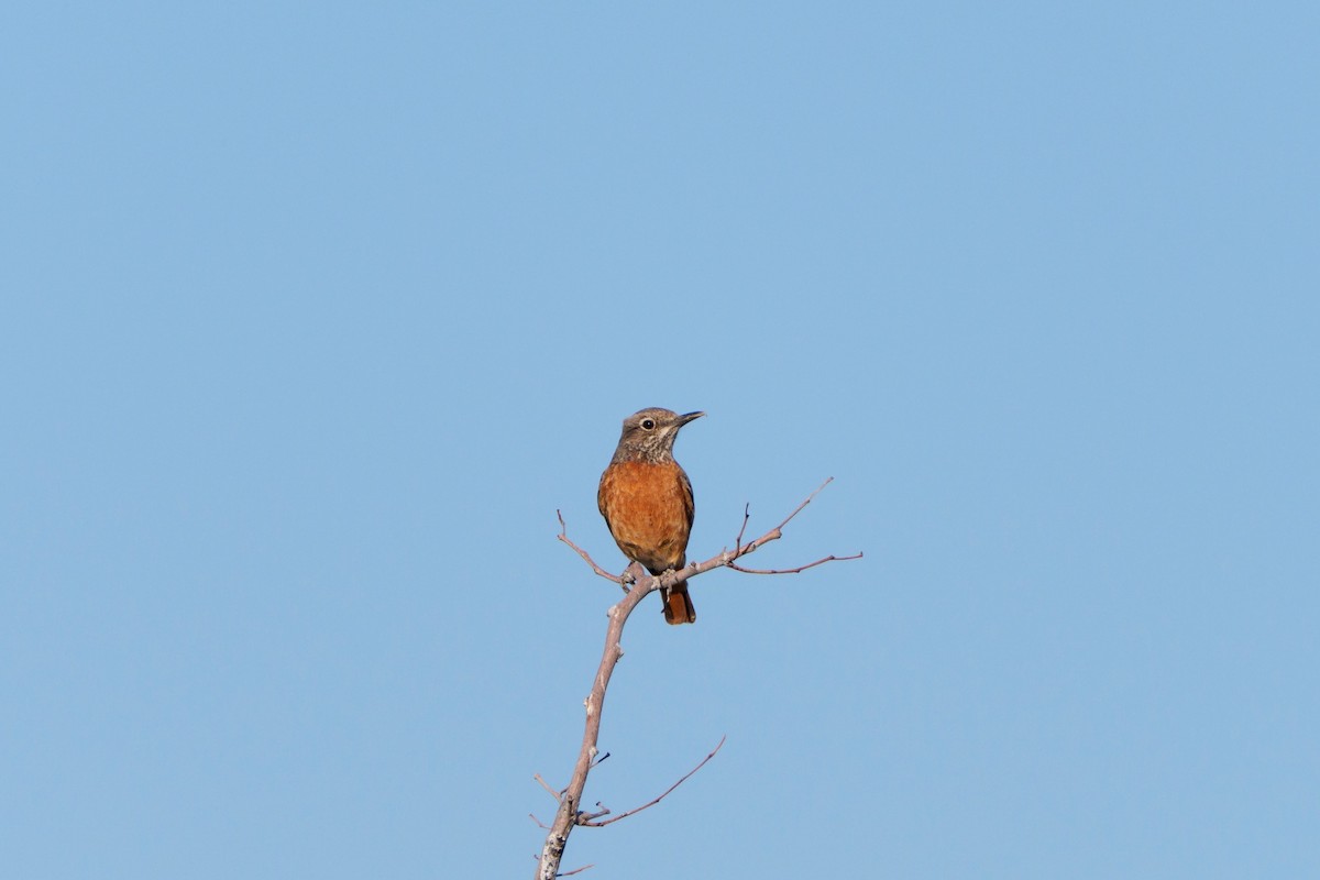 Short-toed Rock-Thrush - ML644631046
