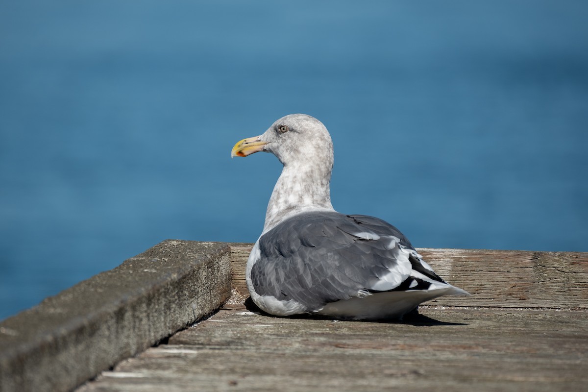 Мартин західний - ML644631048