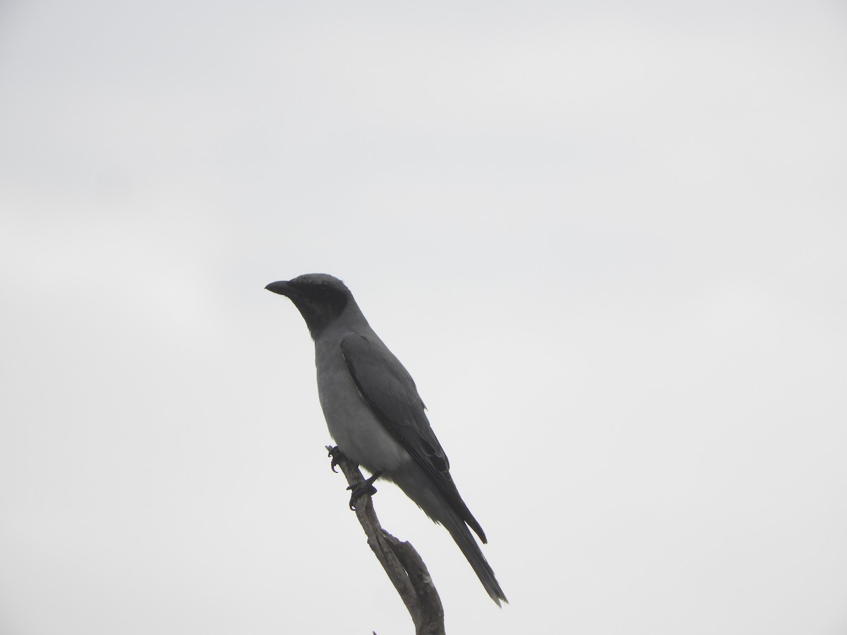 Black-faced Cuckooshrike - ML644631049