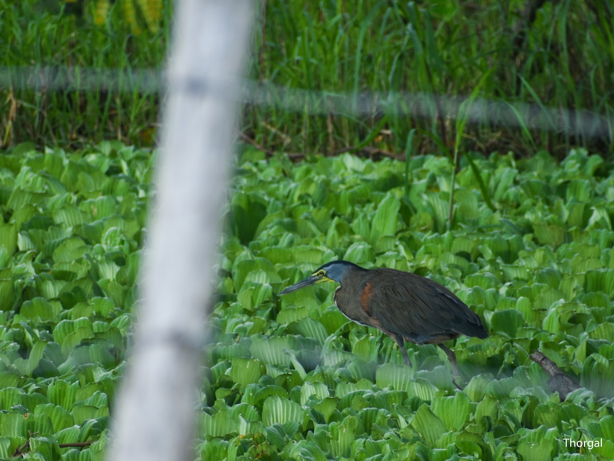 Bare-throated Tiger-Heron - ML644631051