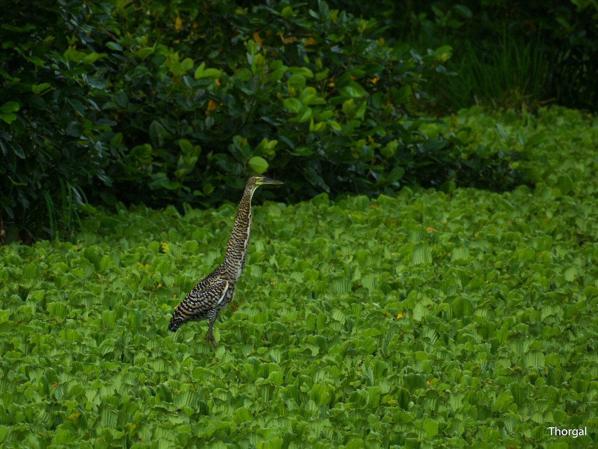 Bare-throated Tiger-Heron - ML644631052
