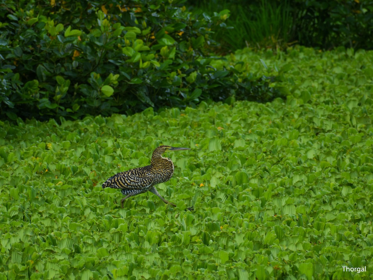Bare-throated Tiger-Heron - ML644631053