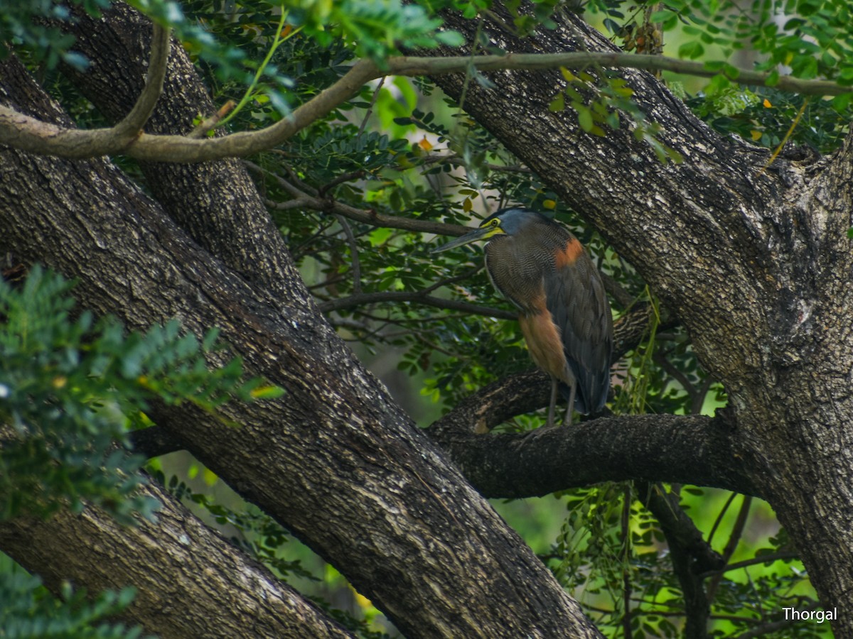 Bare-throated Tiger-Heron - ML644631054