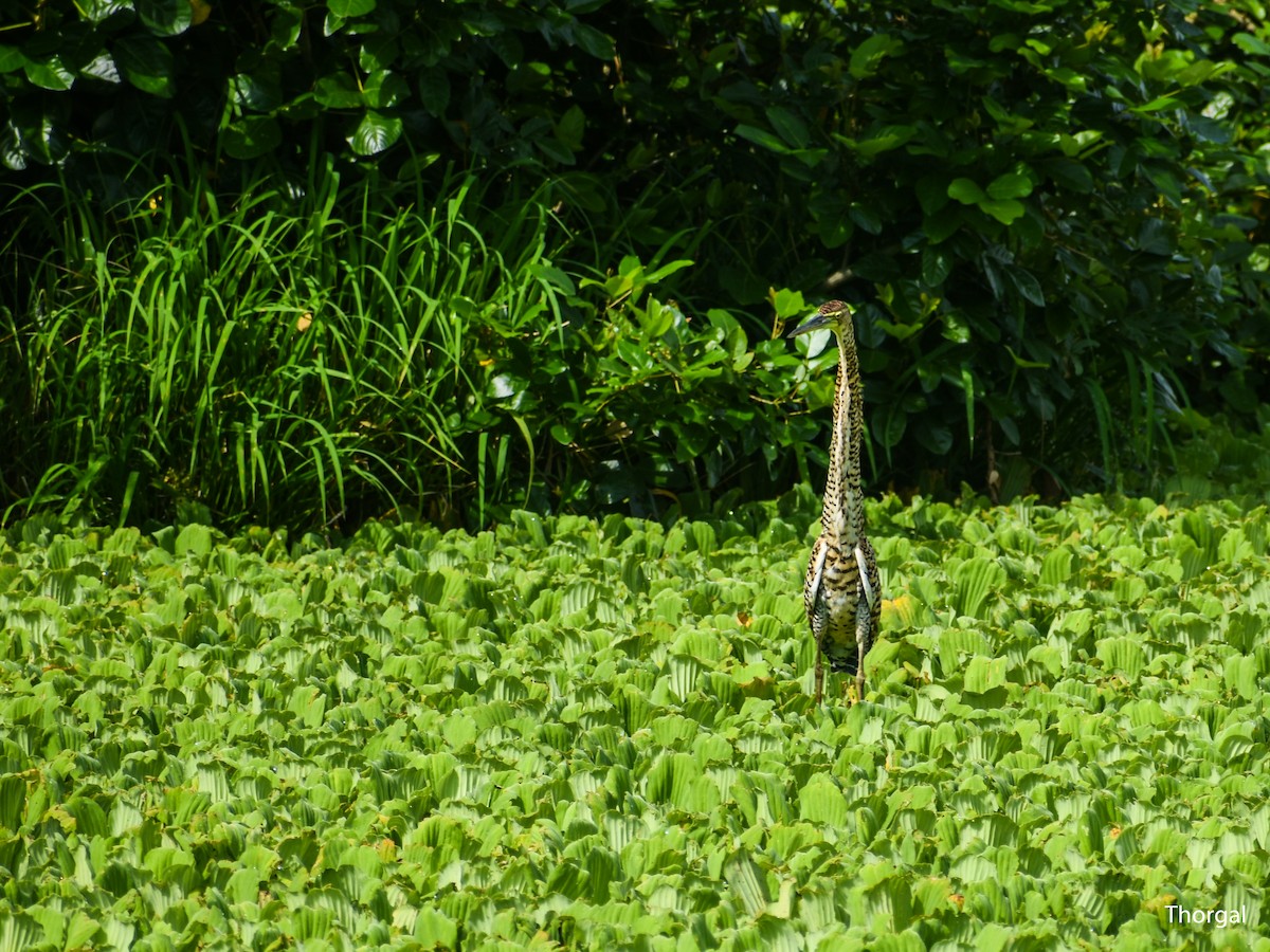 Bare-throated Tiger-Heron - ML644631055