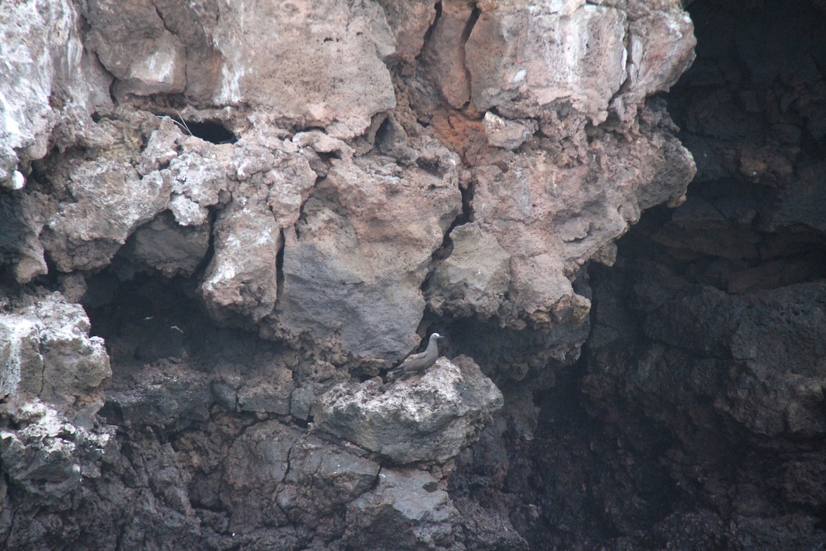 Noddi brun - ML644631057