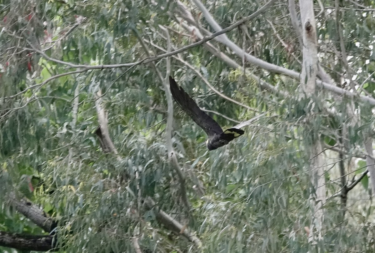 キイロオクロオウム - ML644631059