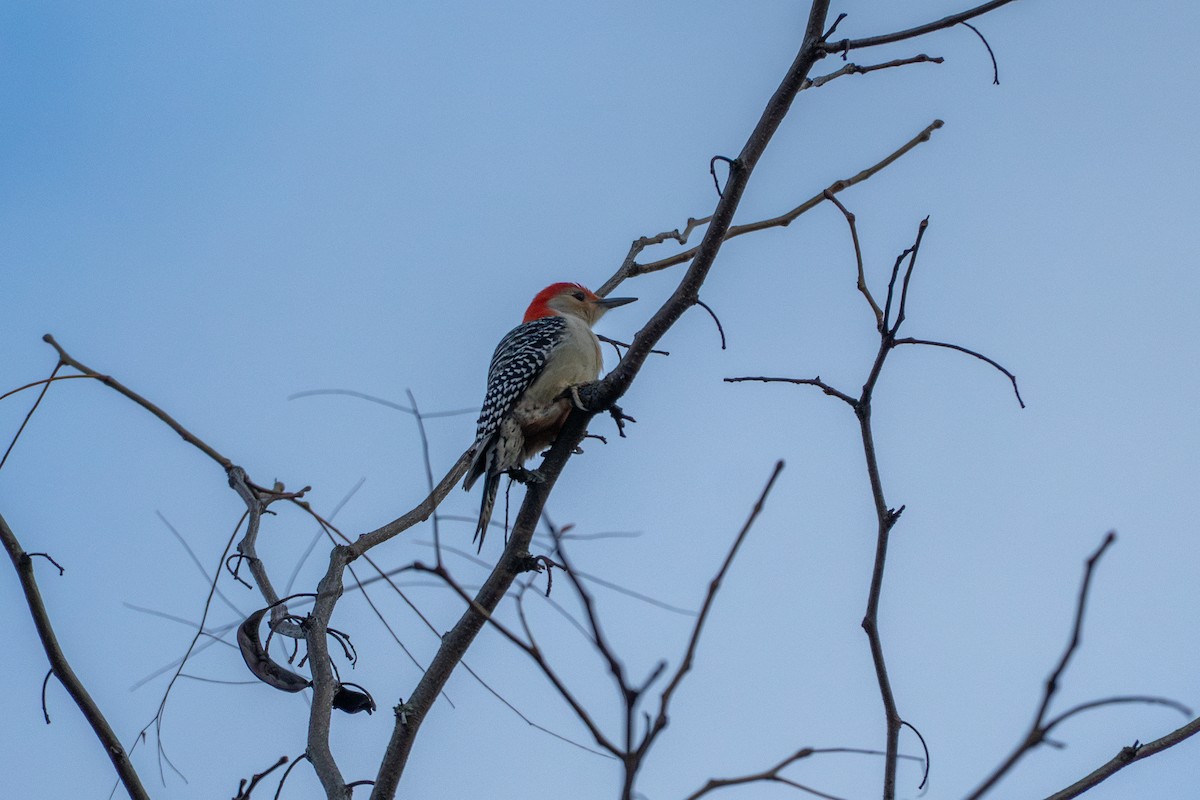 Pic à ventre roux - ML644631062