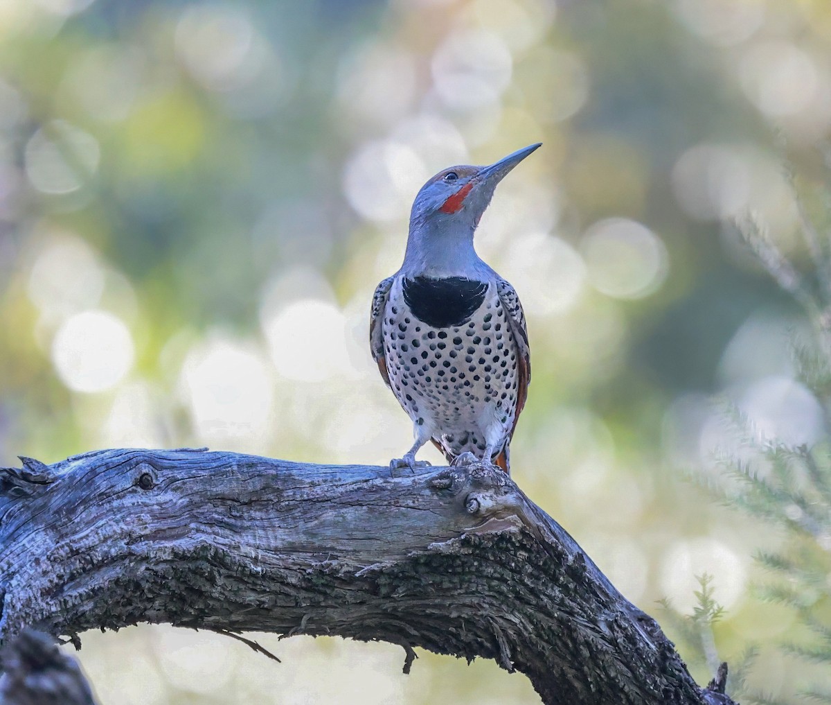 Northern Flicker - ML644631063