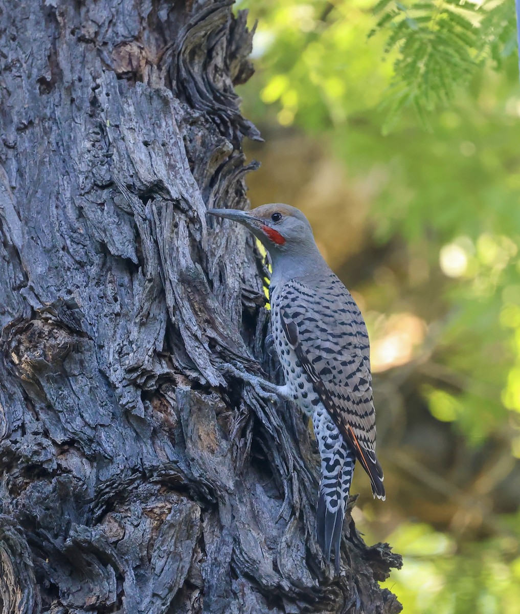 Northern Flicker - ML644631064