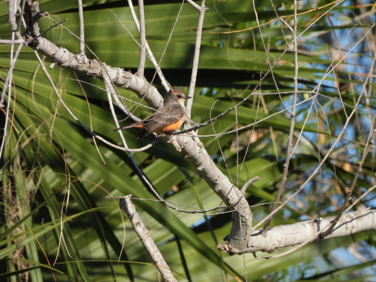 ベニタイランチョウ - ML644631066