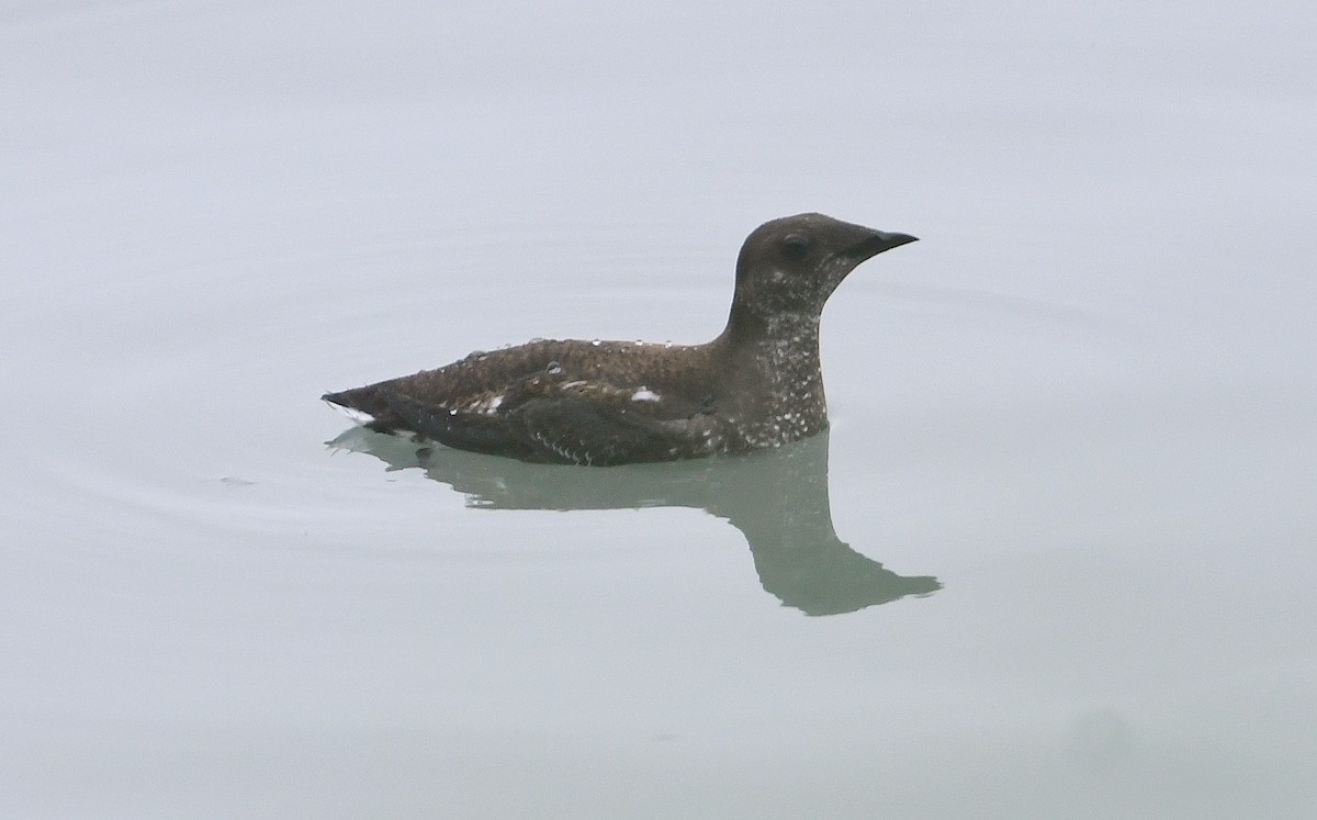 Marbled Murrelet - ML644631074