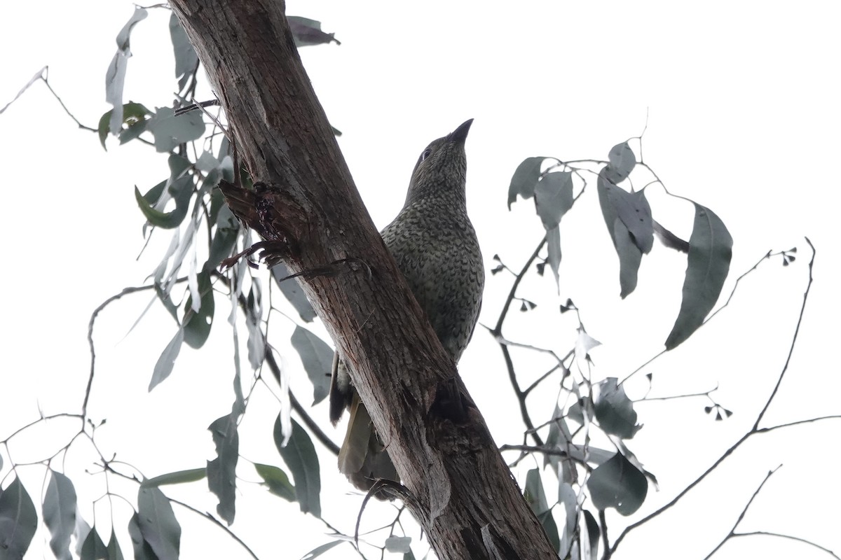 lemčík hedvábný - ML644631075