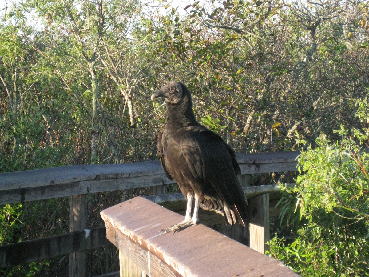 Black Vulture - ML644631076