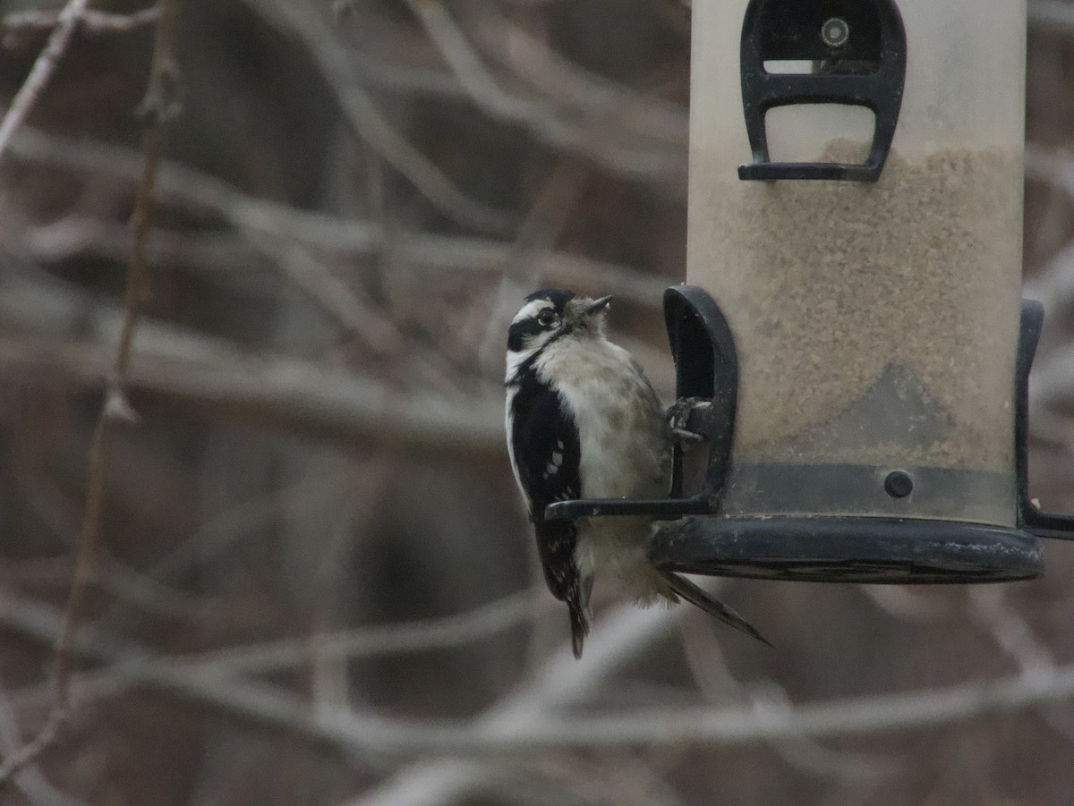 Pic mineur - ML644631077