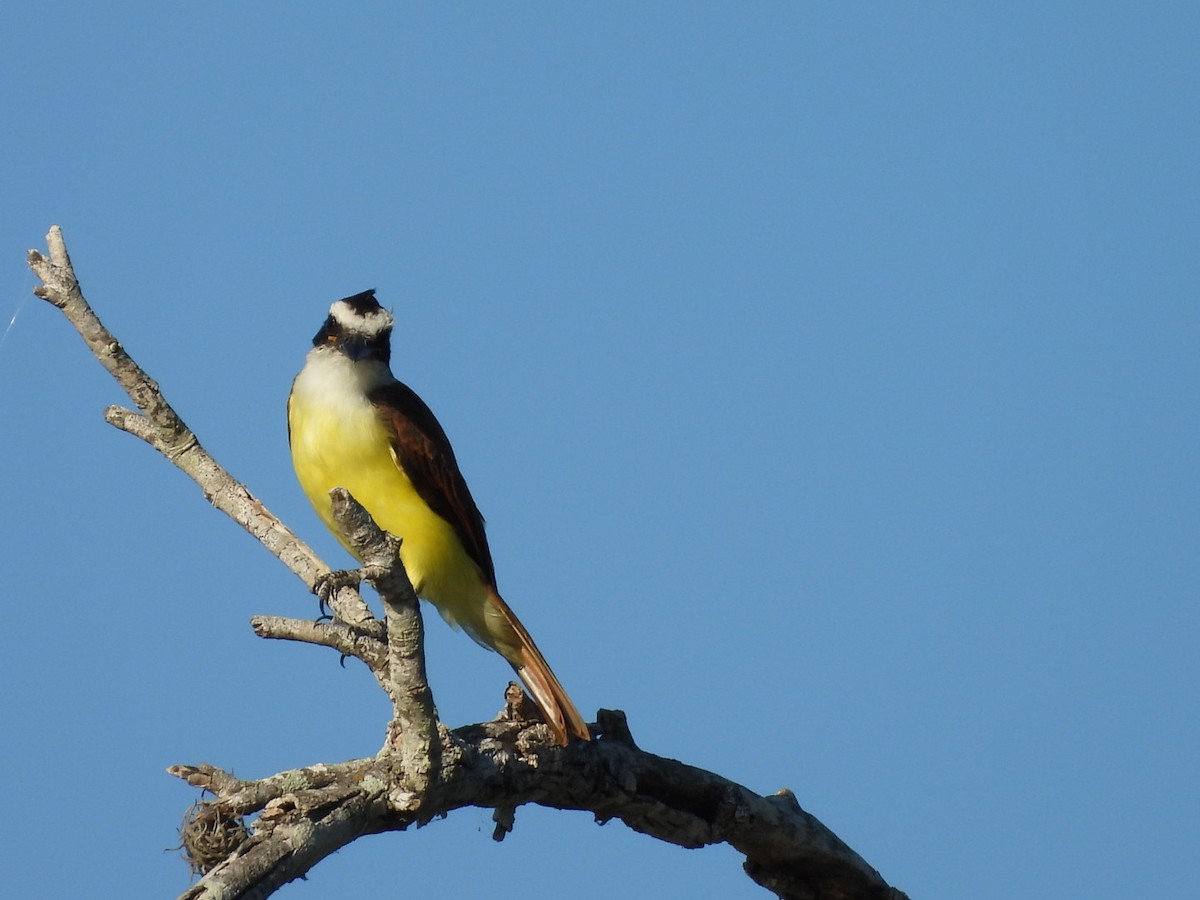 Great Kiskadee - ML644631081