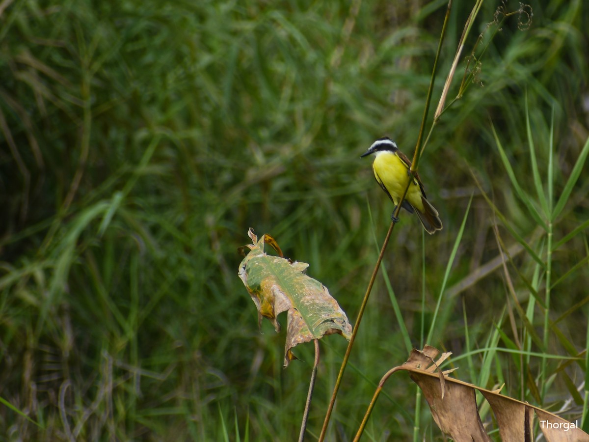 Great Kiskadee - ML644631082