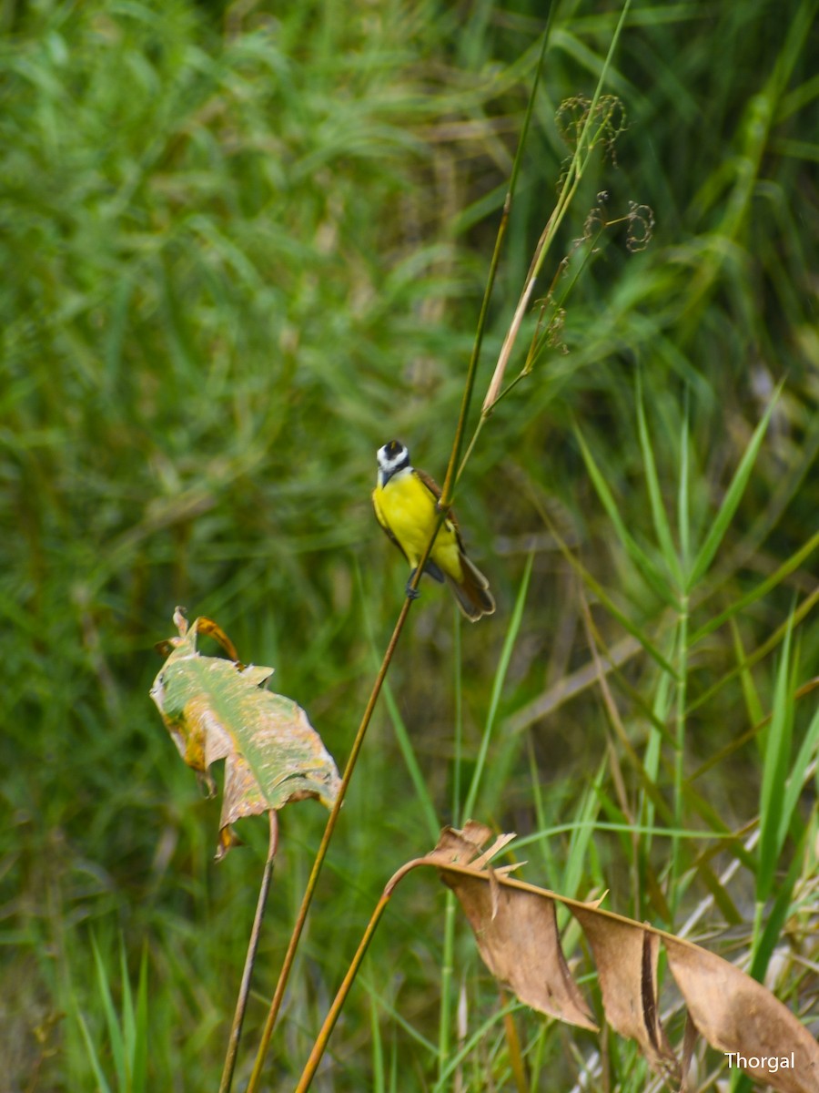 Great Kiskadee - ML644631083