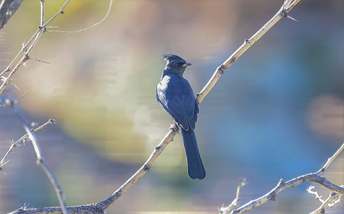 Phainopepla - ML644631085