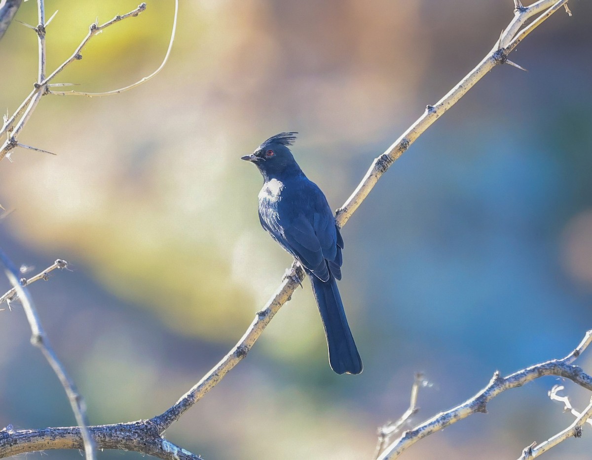 Phainopepla - ML644631086