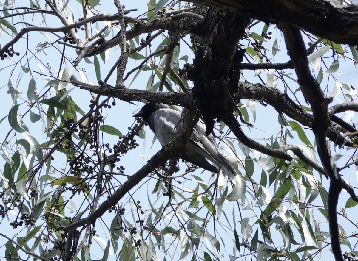 Black-faced Cuckooshrike - ML644631087