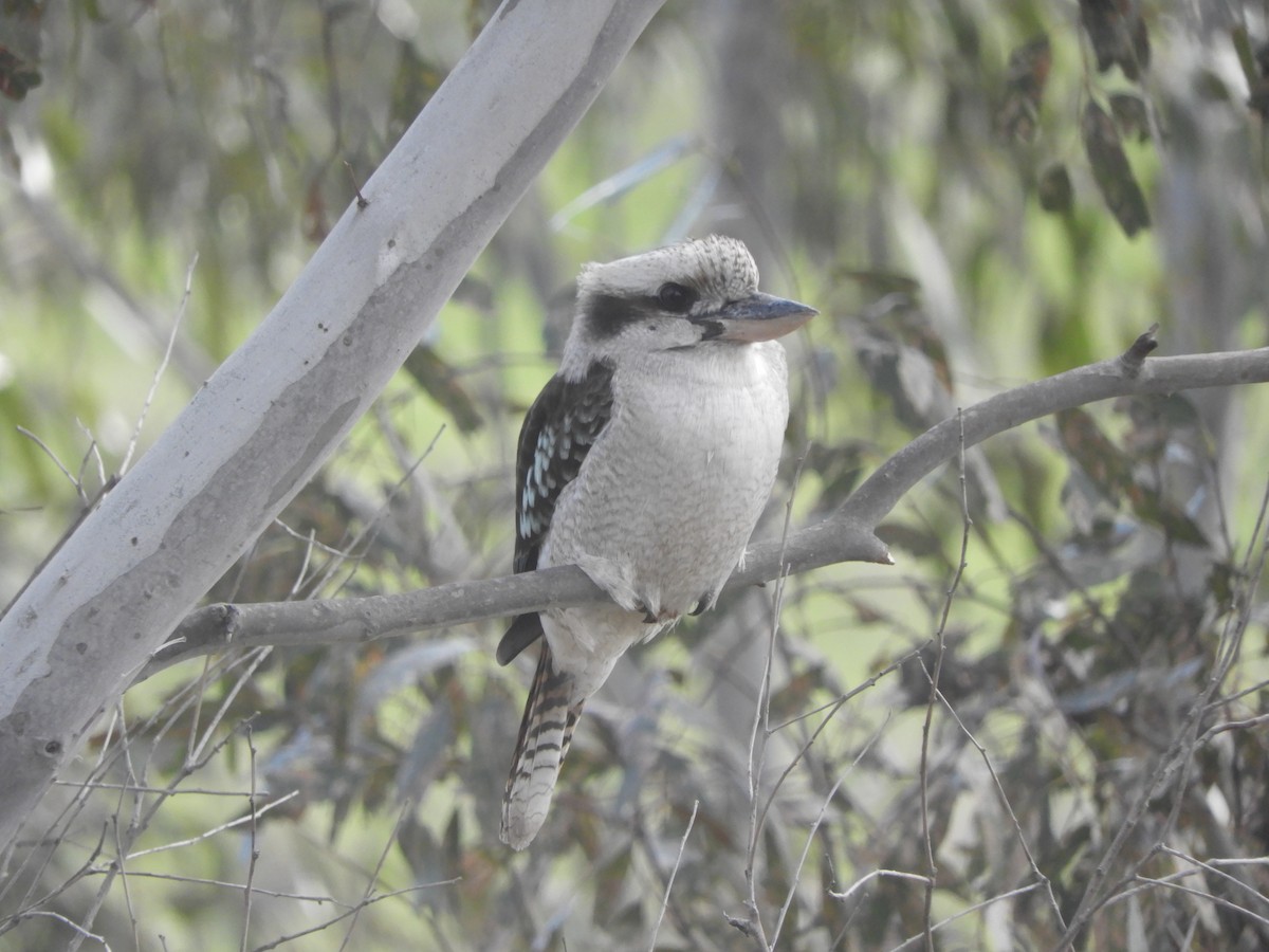 Laughing Kookaburra - ML644631092
