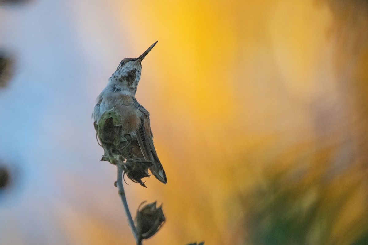 Kızıl Sırtlı Kolibri - ML644631094