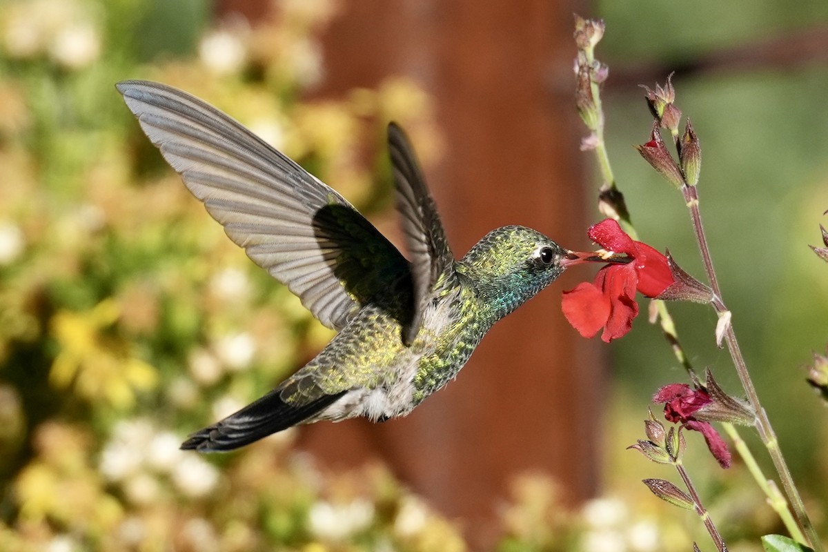 Broad-billed Hummingbird - ML644631095