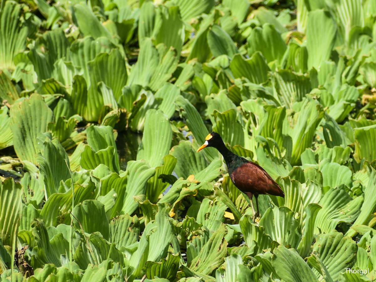 Northern Jacana - ML644631096