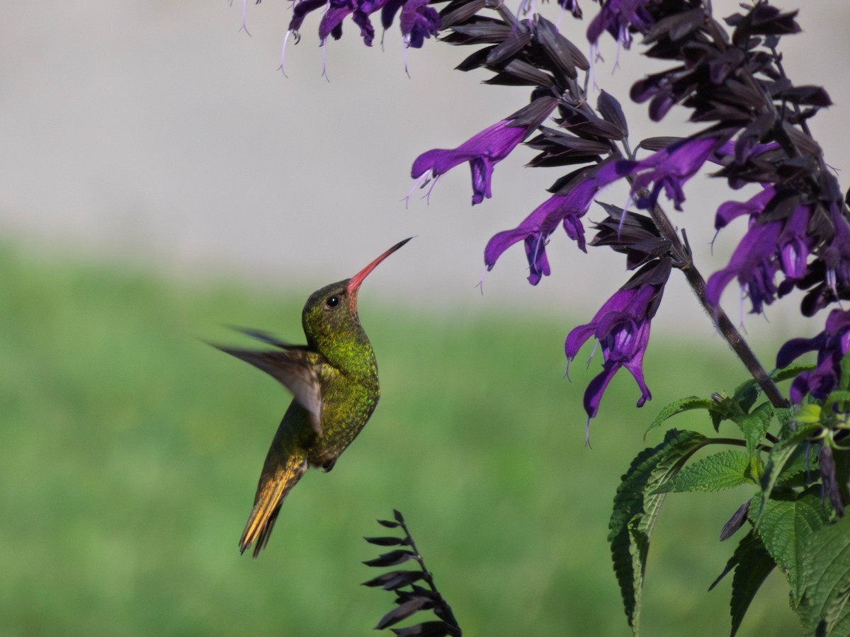 Gilded Hummingbird - ML644631099